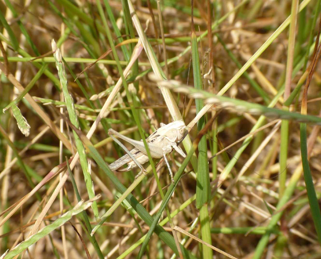 Platycleis (?) minuscola.